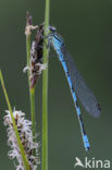 Speerwaterjuffer (Coenagrion hastulatum) 