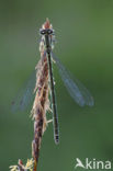 Speerwaterjuffer (Coenagrion hastulatum) 