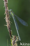 Speerwaterjuffer (Coenagrion hastulatum) 