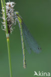 Speerwaterjuffer (Coenagrion hastulatum) 