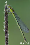 Speerwaterjuffer (Coenagrion hastulatum) 