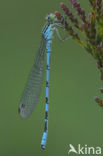 Speerwaterjuffer (Coenagrion hastulatum) 