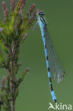 Speerwaterjuffer (Coenagrion hastulatum) 