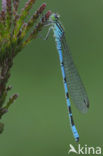 Speerwaterjuffer (Coenagrion hastulatum) 