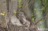 Steenuil (Athene noctua) 