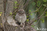 Steenuil (Athene noctua) 