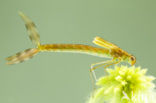 Tangpantserjuffer (Lestes dryas)