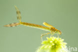 Tangpantserjuffer (Lestes dryas)