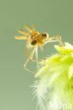 Tangpantserjuffer (Lestes dryas)