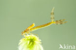 Tangpantserjuffer (Lestes dryas)