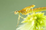 Tangpantserjuffer (Lestes dryas)