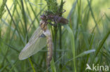 Tweevlek (Epitheca bimaculata)