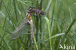 Tweevlek (Epitheca bimaculata)