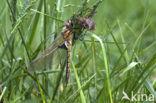 Tweevlek (Epitheca bimaculata)