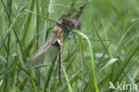 Tweevlek (Epitheca bimaculata)