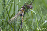 Tweevlek (Epitheca bimaculata)