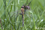 Tweevlek (Epitheca bimaculata)