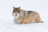 Wolf (Canis lupus)