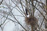 Zeearend (Haliaeetus albicilla)