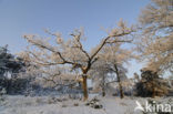 Zomereik (Quercus robur)