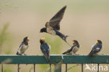 Boerenzwaluw (Hirundo rustica) 