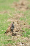 Buizerd (Buteo buteo)