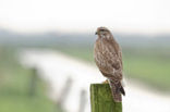 Buizerd (Buteo buteo)