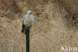 Buizerd (Buteo buteo)