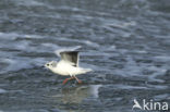 Dwergmeeuw (Larus minutus) 