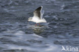 Dwergmeeuw (Larus minutus) 