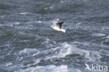 Dwergmeeuw (Larus minutus) 