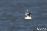 Dwergmeeuw (Larus minutus) 