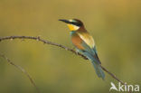 Europese Bijeneter (Merops apiaster)