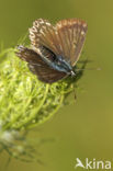 Getand blauwtje (Polyommatus daphnis)