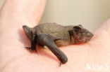 Gewone dwergvleermuis (Pipistrellus pipistrellus)