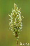 Gewoon reukgras (Anthoxanthum odoratum)