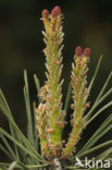 Grove den (Pinus sylvestris)