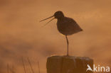 Grutto (Limosa limosa) 