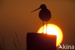 Grutto (Limosa limosa) 