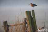 Grutto (Limosa limosa) 