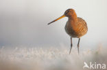 Grutto (Limosa limosa) 