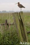 Grutto (Limosa limosa) 