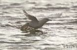 Kleine Burgemeester (Larus glaucoides)