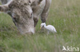 Koereiger (Bubulcus ibis)