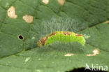 Moerasbos-uil (Acronicta strigosa)