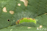 Moerasbos-uil (Acronicta strigosa)