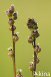 Marsh Arrowgrass (Triglochin palustris)