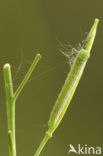 Oranjetipje (Anthocharis cardamines)