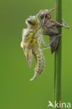 Viervlek (Libellula quadrimaculata)