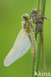 Viervlek (Libellula quadrimaculata)